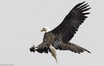 Bald Eagle Attack 2.jpg