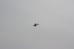 Spitfire Flight.jpg