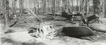 1-Fw-190s-destroyed-by-retreating-German-forces-Leina-Forest-1945-01.jpg
