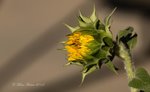 sunflower bud morning light.jpg