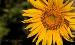Sunflower Sunrise.jpg