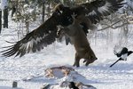 Eagle and Fox.jpg