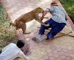 Leopard attack.jpg