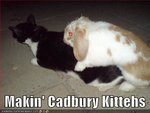 cadbury-kittens.jpg
